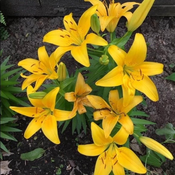 ๐๐น๐ท๐OPEN TO OFFERS!๐ฆ๐ธ๐ผ๐บ - Picture 4 of 10